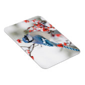 Blue Jay in Common Winterberry Magneet (Rechterzijde)