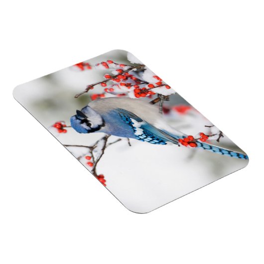Blue Jay in Common Winterberry Magneet (Rechterzijde)
