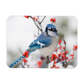 Blue Jay in Common Winterberry Magneet (Horizontaal)
