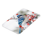 Blue Jay in Common Winterberry Magneet (Linkerzijde)