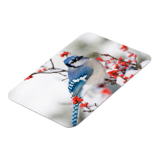 Blue Jay in Common Winterberry Magneet (Linkerzijde)