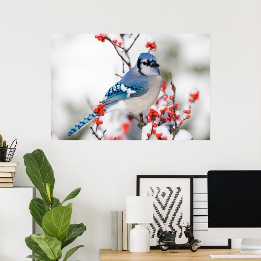 Blue Jay in Common Winterberry Poster (Thuiskantoor)
