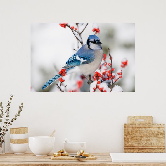 Blue Jay in Common Winterberry Poster (Keuken)