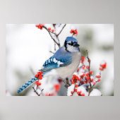 Blue Jay in Common Winterberry Poster (Voorkant)