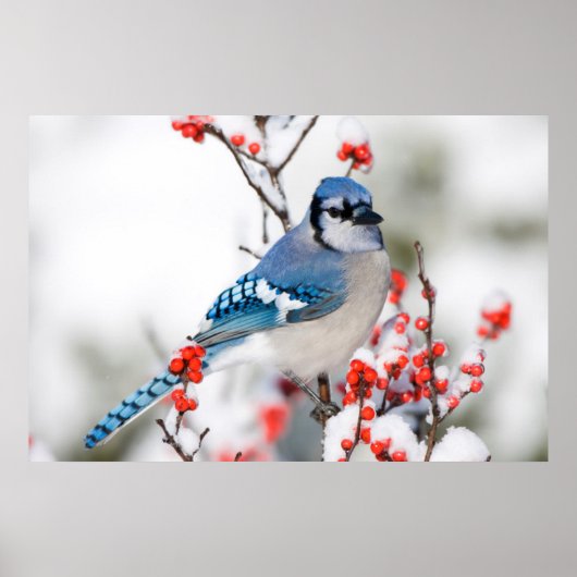 Blue Jay in Common Winterberry Poster (Voorkant)