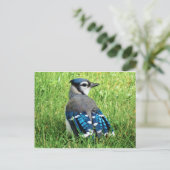 Blue Jay in de Grass Briefkaart (Staand voorkant)