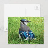 Blue Jay in de Grass Briefkaart (Voorkant / Achterkant)