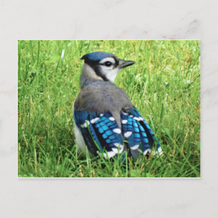 Blue Jay in de Grass Briefkaart