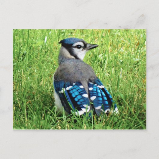 Blue Jay in de Grass Briefkaart (Voorkant)