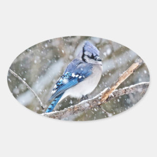 Blue Jay in een Snowstorm Ovale Sticker