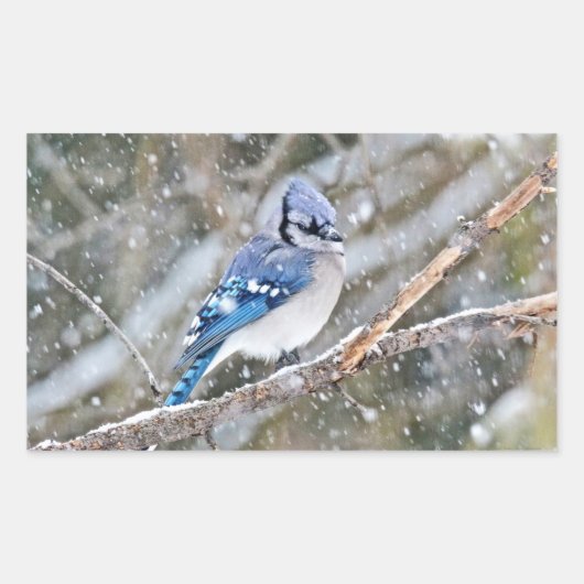Blue Jay in een Snowstorm Rechthoekige Sticker (Voorkant)