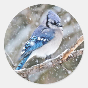 Blue Jay in een Snowstorm Ronde Sticker