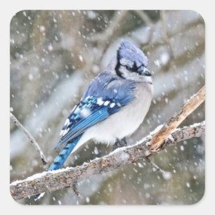 Blue Jay in een Snowstorm Vierkante Sticker