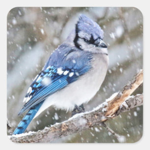 Blue Jay in een Snowstorm Vierkante Sticker