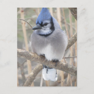 Blue Jay in Elliot Lake Briefkaart