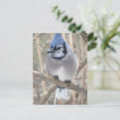 Blue Jay in Elliot Lake Briefkaart (Staand voorkant)