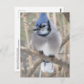 Blue Jay in Elliot Lake Briefkaart (Voorkant / Achterkant)