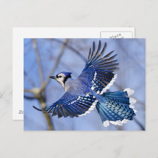Blue Jay in Flight Briefkaart (Voorkant / Achterkant)