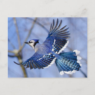 Blue Jay in Flight Briefkaart