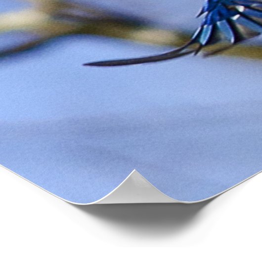 Blue Jay in Flight Poster (Hoek)