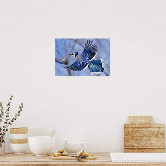 Blue Jay in Flight Poster (Keuken)
