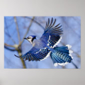 Blue Jay in Flight Poster (Voorkant)