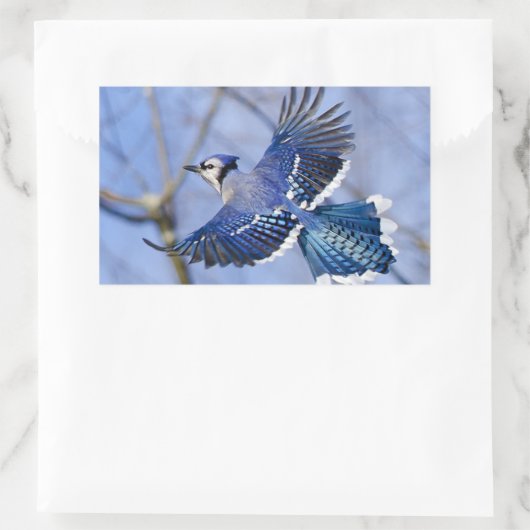 Blue Jay in Flight Sticker (Tas)