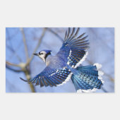 Blue Jay in Flight Sticker (Voorkant)