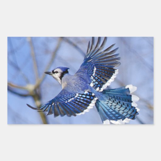 Blue Jay in Flight Sticker (Voorkant)