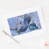 Blue Jay in Flight Sticker (Envelop)