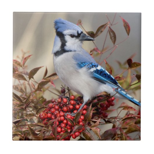 Blue Jay in Nandina Heavenly Bamboo Tegeltje (Voorkant)