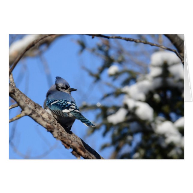 Blue Jay in Snow (Voorkant Horizontaal)