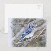 Blue Jay in Snow-kerstfeestdag Feestdagenkaart (Voorkant / Achterkant)