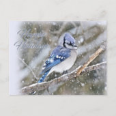 Blue Jay in Snow-kerstfeestdag Feestdagenkaart (Voorkant)