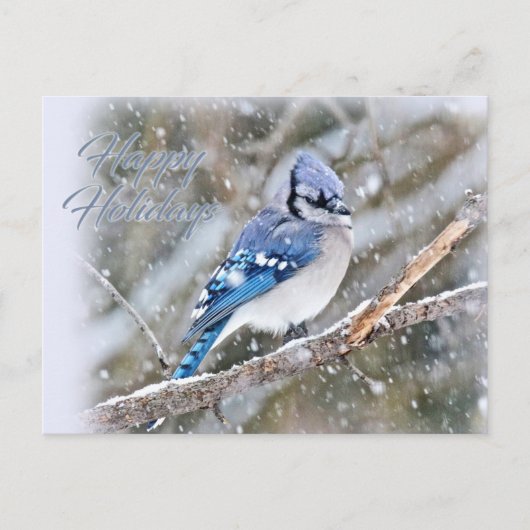 Blue Jay in Snow-kerstfeestdag Feestdagenkaart (Voorkant)
