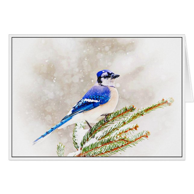 Blue Jay in Winter (Voorkant Horizontaal)