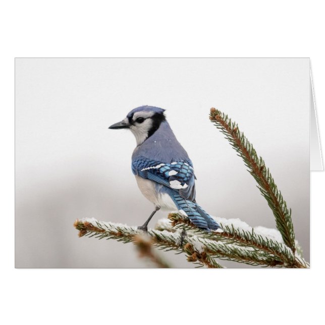 Blue Jay in Winter (Voorkant Horizontaal)