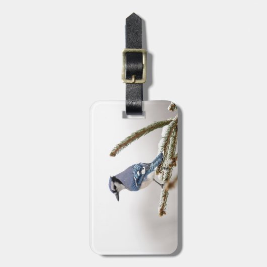 Blue Jay in Winter Bagagelabel (Voorkant verticaal)