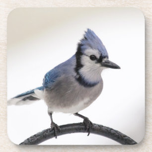 Blue Jay in Winter Bier Onderzetter