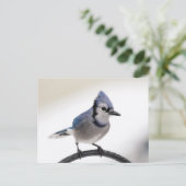 Blue Jay in Winter Briefkaart (Staand voorkant)