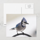 Blue Jay in Winter Briefkaart (Voorkant / Achterkant)