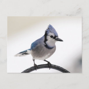 Blue Jay in Winter Briefkaart