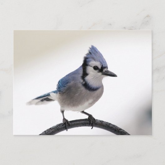 Blue Jay in Winter Briefkaart (Voorkant)