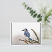 Blue Jay in Winter Briefkaart (Staand voorkant)