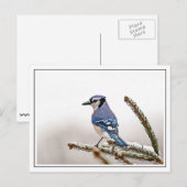 Blue Jay in Winter Briefkaart (Voorkant / Achterkant)