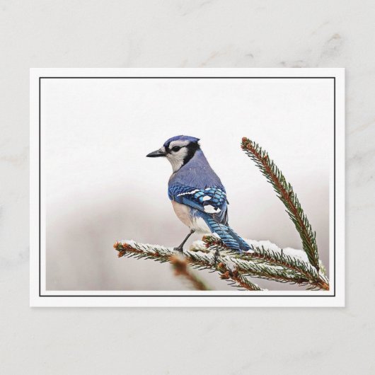 Blue Jay in Winter Briefkaart (Voorkant)