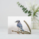 Blue Jay in Winter Briefkaart (Staand voorkant)