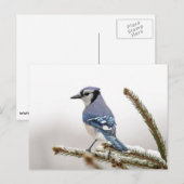 Blue Jay in Winter Briefkaart (Voorkant / Achterkant)