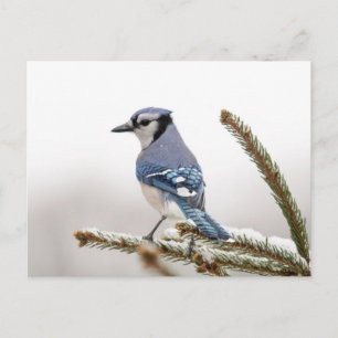 Blue Jay in Winter Briefkaart