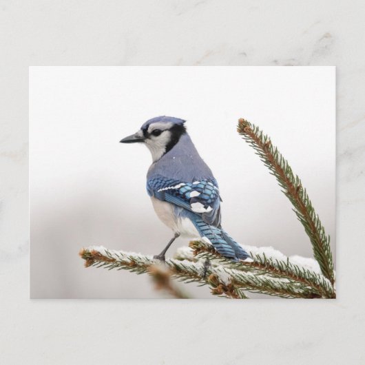 Blue Jay in Winter Briefkaart (Voorkant)